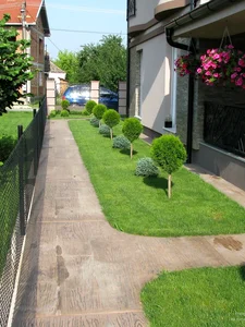 Topijar: Tuja Smaragd na štapu