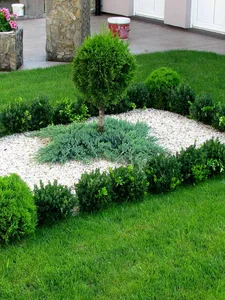 Topijar: Tuja Smaragd na štapu